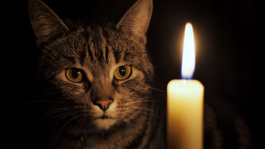 ⁣Авторская песня: «Кошка и свеча»