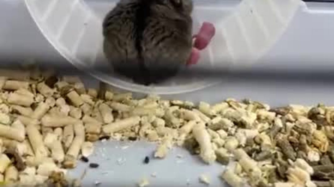 #Shorts #hamster #хомяк #животные Hamster and hamsters