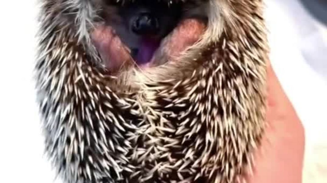 ⁣#Shorts #hedgehog  #hedgehogs #animals #funny Hedgehog