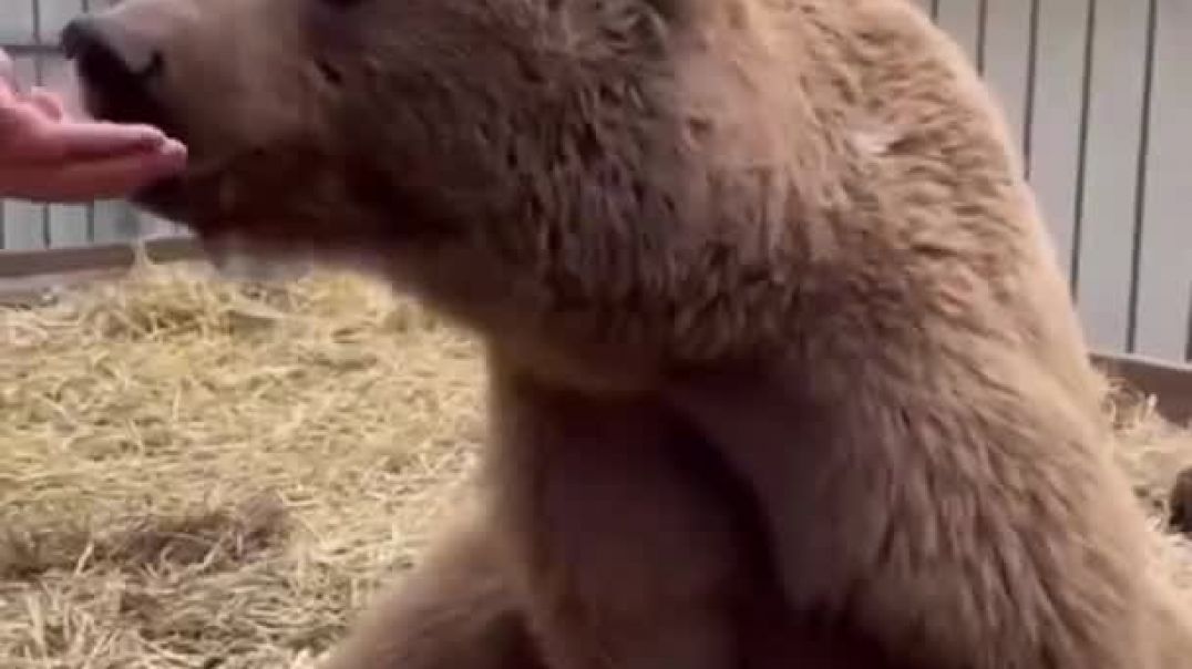 ⁣#Shorts #bear #wildlife #animals #taiga #медведь Brown bear