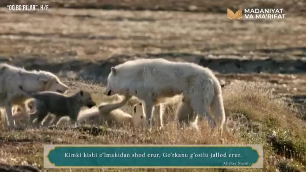 ⁣OQ BO'RILAR (HUJJATLI FILM) TABIATDAGI OQ BORILAR HAYOTI