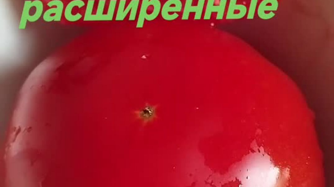 Pomidor