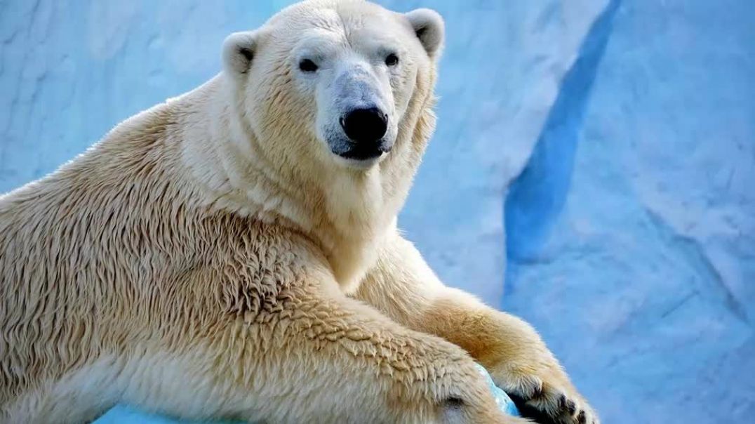 ⁣Шигин - Тайна исчезнувшей субмарины. Записки очевидца спасательной операции АПРК (польский) 4